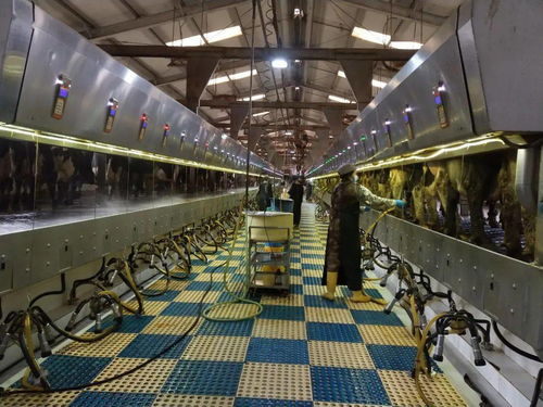 首農(nóng)食品集團(tuán) 行業(yè)機(jī)械裝備與養(yǎng)殖工藝深度融合，特色案例入選全國(guó)典型